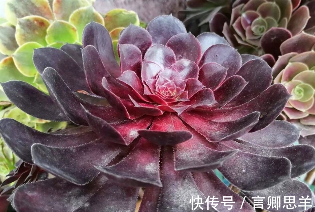 多肉|立秋以后,如果多肉还没从休眠中醒来,可以对它们做这些事