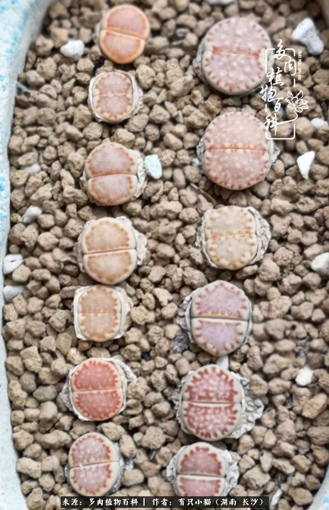 经历一个夏天的摧残,方知皮实好养的多肉才是真爱!