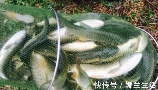 别被渔具店老板给坑了,这草鱼饵就比买的好,试过的人没一个不服