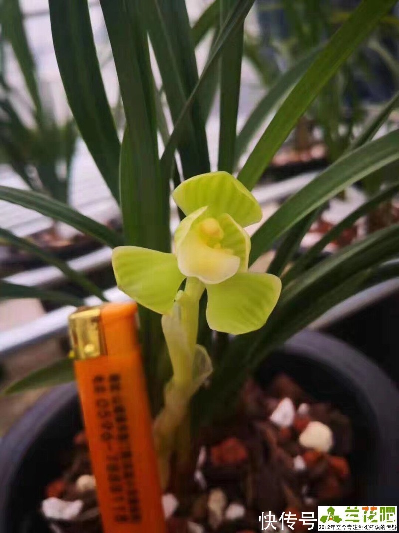 低温|兰花一直不开花与春化有关,与植物春化又不同,可以试下另外两种方法