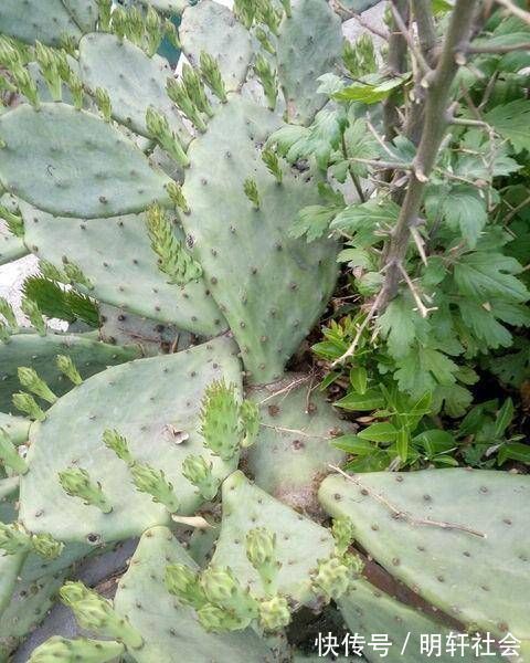 聪明人养这2种盆景,样子不招喜欢,寓意却极好,净化空气效果好