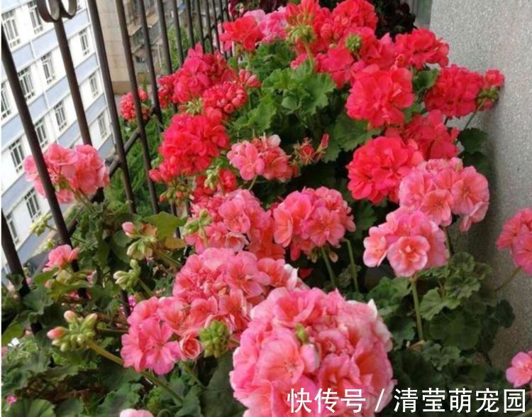 便宜又好养的花,10元2盆养家里,花色鲜艳,适合种在庭院观赏