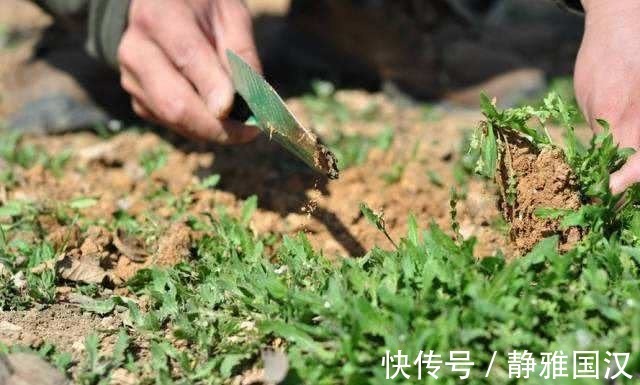 天敌|它是痔疮“天敌”,喝水时加一点,痔疮会慢慢消退