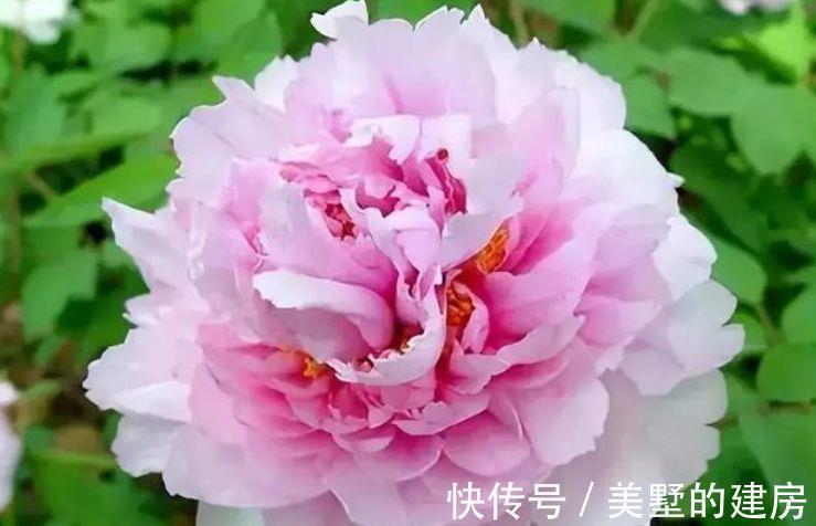 小花园|农历7月10日开始,养花养个耐看的,花叶俱美,轻松打造小花园