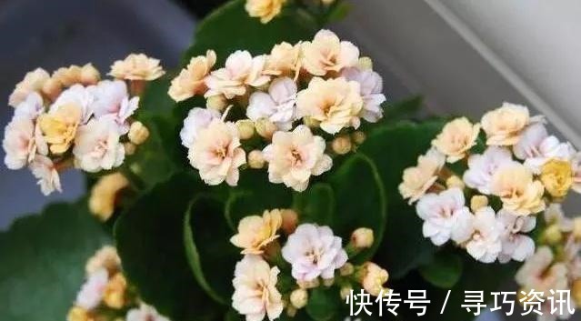 茂盛|想要长寿多开花,一遮一浇一喷就搞掂,30天不管“窜”满盆!