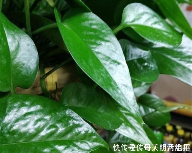 浇花|厨房1种“液体”，倒掉了可惜，殊不知是养花“钾肥”，养啥都旺！