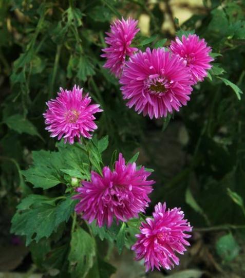 阳台养花,就养这“3宝”,花朵一开上百朵,蹭蹭变成“红花园”