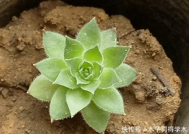 刚开始养多肉很嫌弃,后来越养越爱,打脸实录