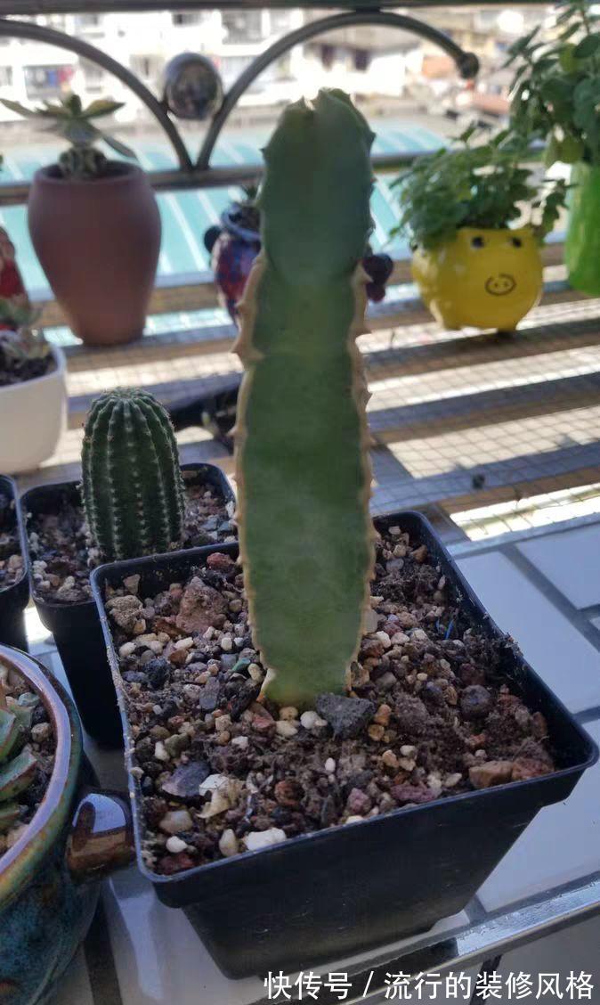 家里养了这花,满屋子都是臭味,家人让我赶紧扔掉