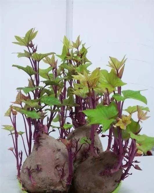 它被誉为“顶级人参”,隔三差五吃一次,提高