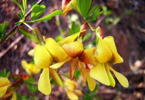喜欢菊花,不如养盆精品名花金雀花,花开金光闪耀,如金丝雀般