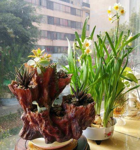 哪些因素会影响花芽的分化，致使植株迟迟不开花？