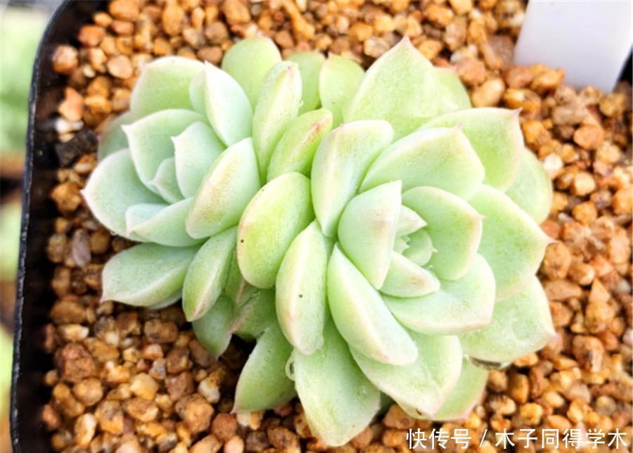 多肉中的“清纯女王”,清秀优雅养护简单,做好5要点,晶莹剔透