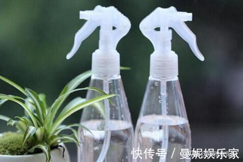 花盆|花盆里有小虫子,只需4个小方法,不用喷药,一只不剩,干干净净