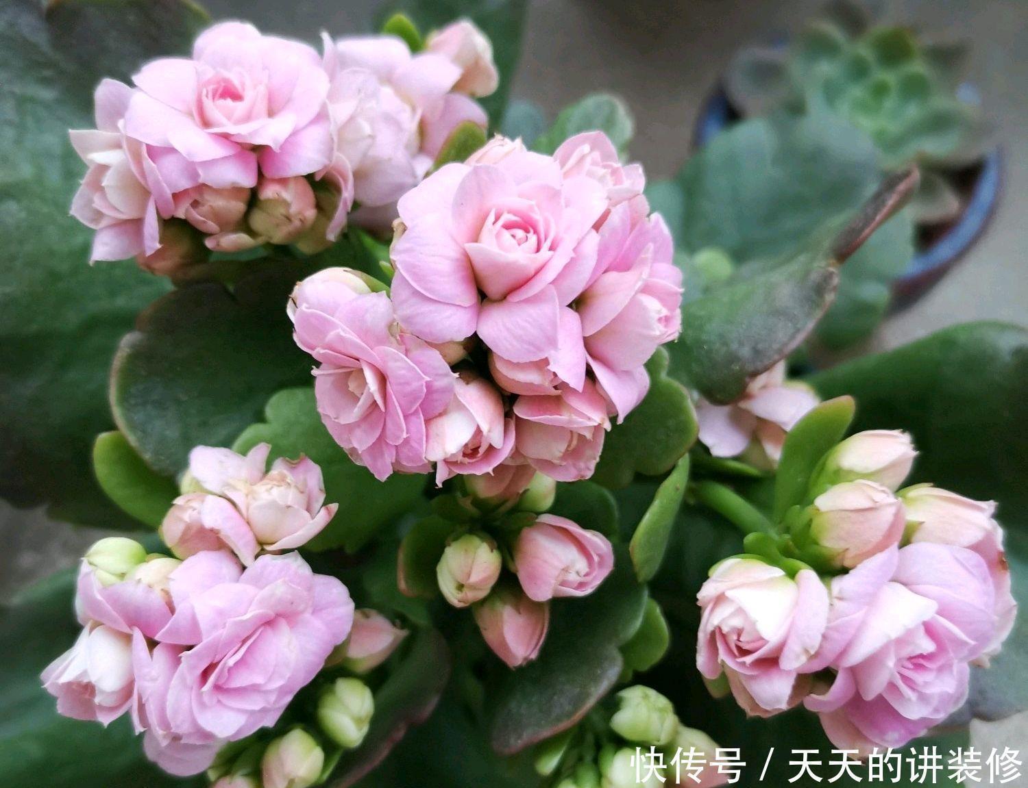 花苞|第一次养长寿花老桩,花苞呼之欲出就是不开花,两个催花技巧