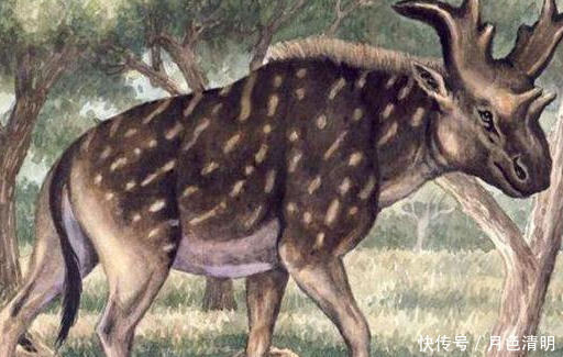 蓝色鸽子、巨鹿、斑驴,人类灭绝的9种美丽的国宝级动物