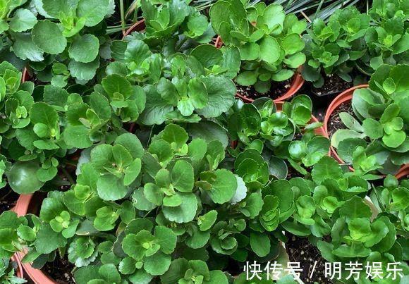 扦插|养花新手，就扦插这4种花，长根快成活快，越养越多颜值超高