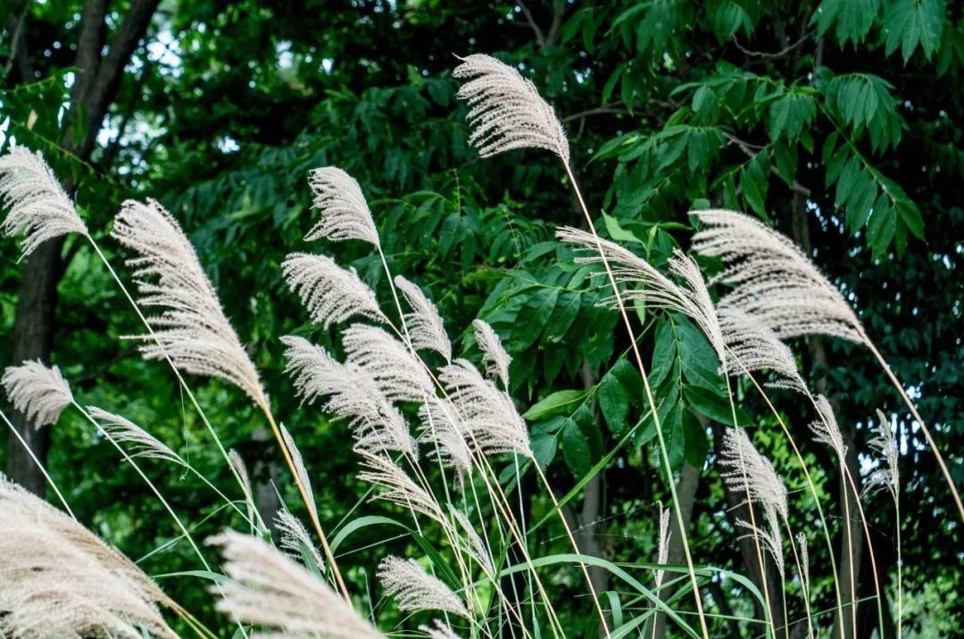 中医|荨麻疹（风疹）反反复复，中医这样防治