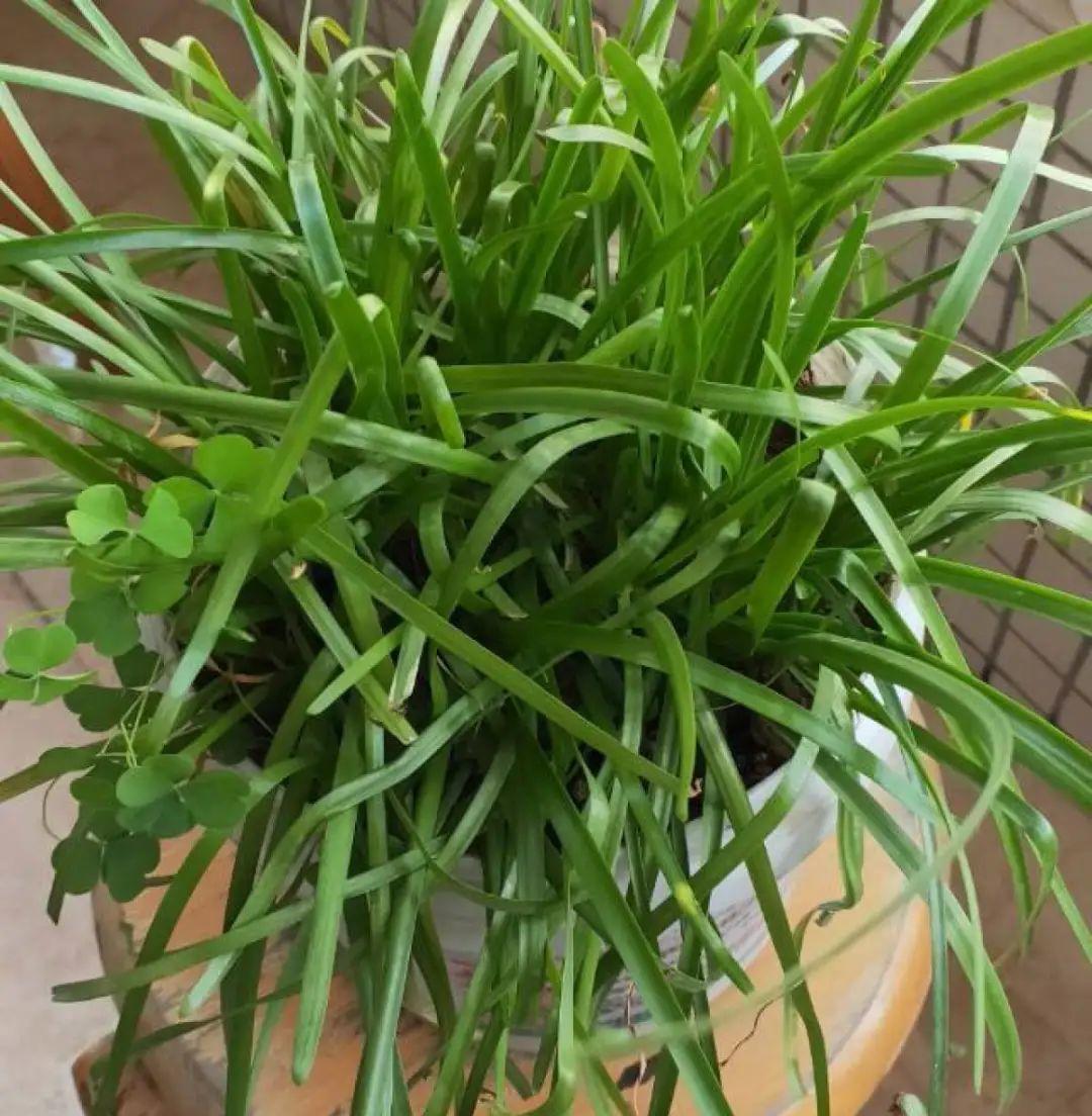 风雨兰|从养花大神家，偷来3个爆花技巧，快学，24小时后删