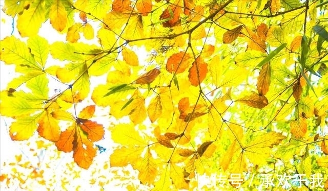 锦霞&千山暮雪无言叙,独客西风入梦游。浅秋寄语