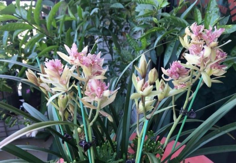 护兰花|9月兰花进入生长黄金期,牢记几个要点,长新芽开花多