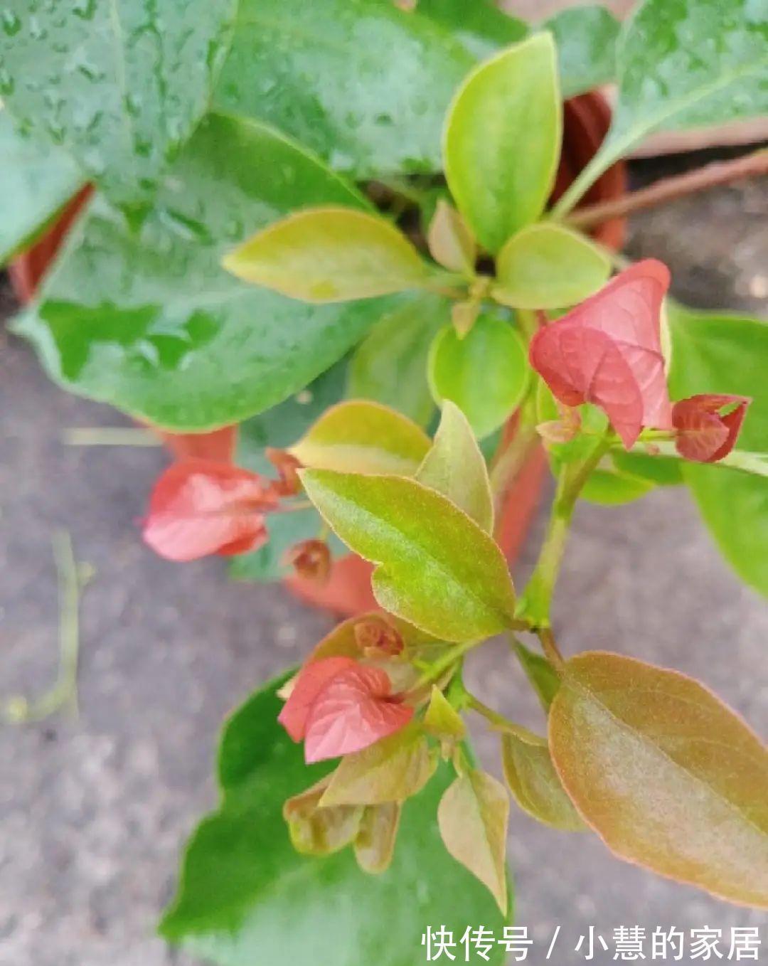 这花再不开,断水7天,杆子长满小花苞