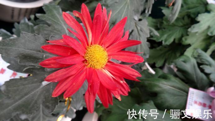 喜欢菊花，不如养盆“珍品名菊”红旗，似桂花入花中，红艳欲滴！