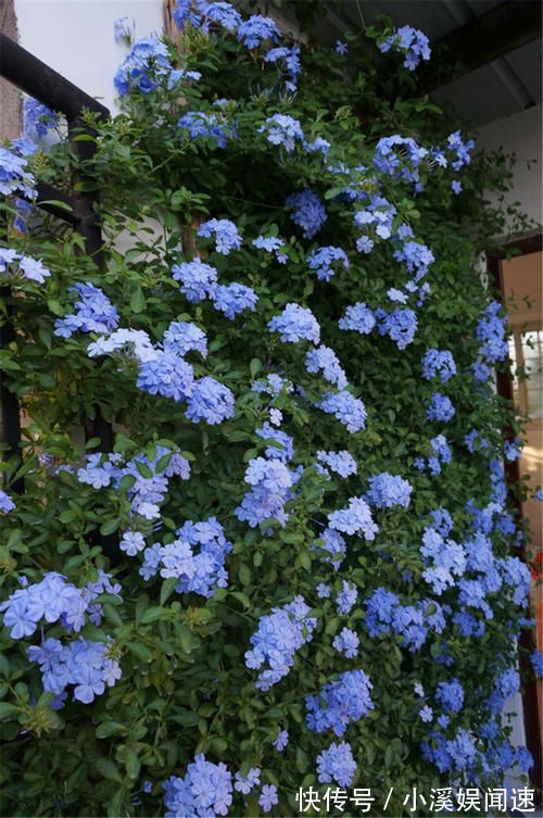 如果我有“院子”，一定种此5种花，五彩斑斓长成一片“花海”