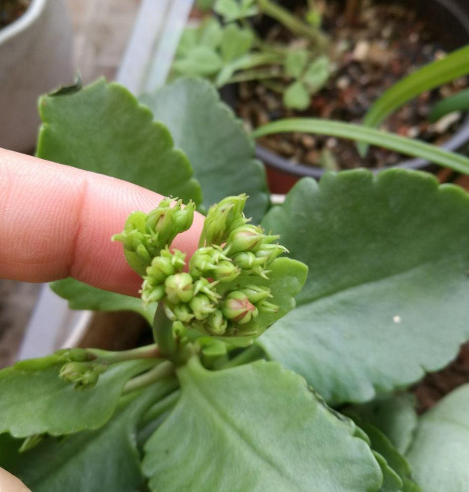 这五种花别再修剪,老枝条长势稳,秋冬花芽多