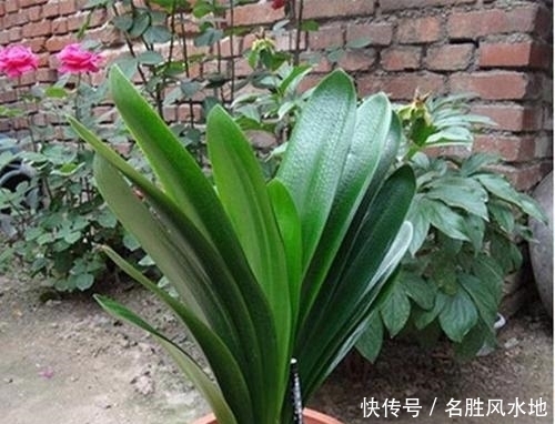 最厉害的养花营养液给君子兰喝一勺,叶子挺拔如折扇,花开不停