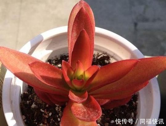 雨淋|阳台上的一盆多肉植物“撑裂”成这个样子我以为只是淋雨淋的