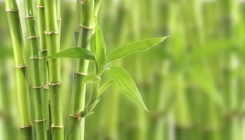 古代的“大户人家”都喜欢养这10种植物，家里养几盆，富贵吉祥旺家宅，你家养了吗