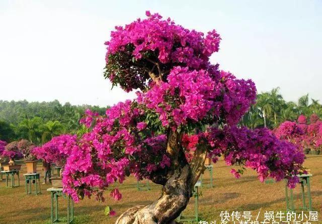 三角梅|三角梅迟迟不开花,这种浇花水“喷一喷”,红艳艳的花苞长满枝