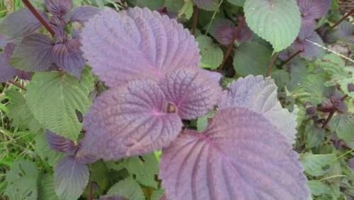 食物|被痔疮缠上不用怕,经常吃这几种食物,痔疮或会慢慢好起来