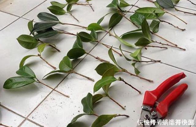 多肉|扦插的5个错误操作，不是难生根，是你做错了，扦插其实很简单