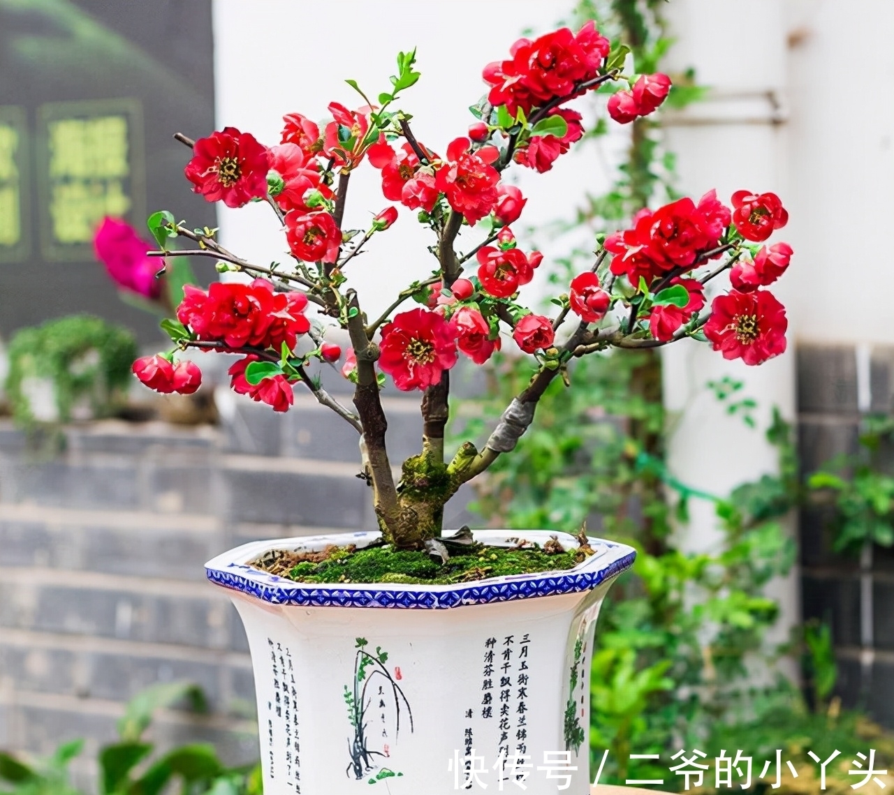 石榴树|家里有院子,就种5种“旺宅树”,观赏收果两不误,吉祥又实用