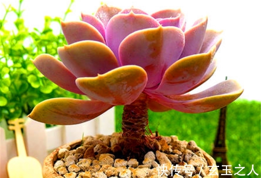 多肉紫珍珠不但容易养成老桩,学会3妙招,还能饱满肥厚粉紫高贵