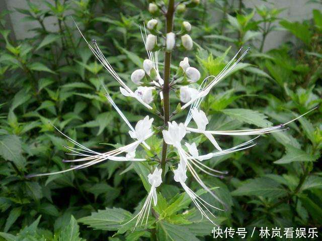 野外一种花开像猫须的野草,也叫做“化石草”,是结石的特效药