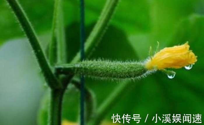 黑木耳|别看它不起眼, 却是高血脂的“死对头”, 常吃远离血栓困扰