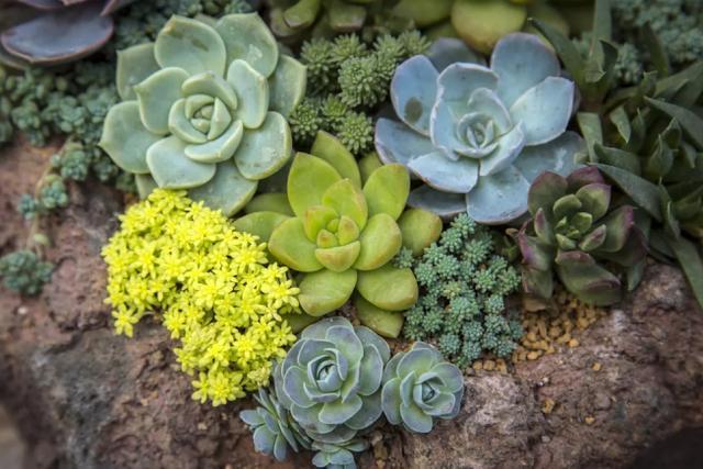 花友们|养多肉，花友们“别踩”这3误区，不然养一盆坏一盆