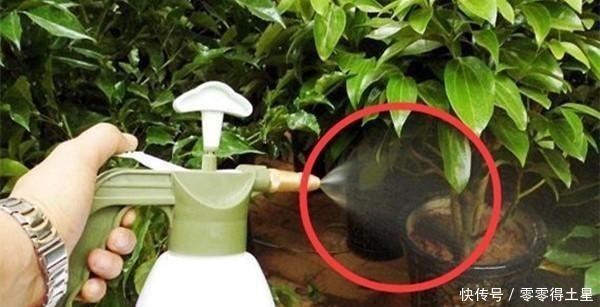 浸泡过土豆丝的水,别再倒掉了,有你花钱都难买到的大用途!