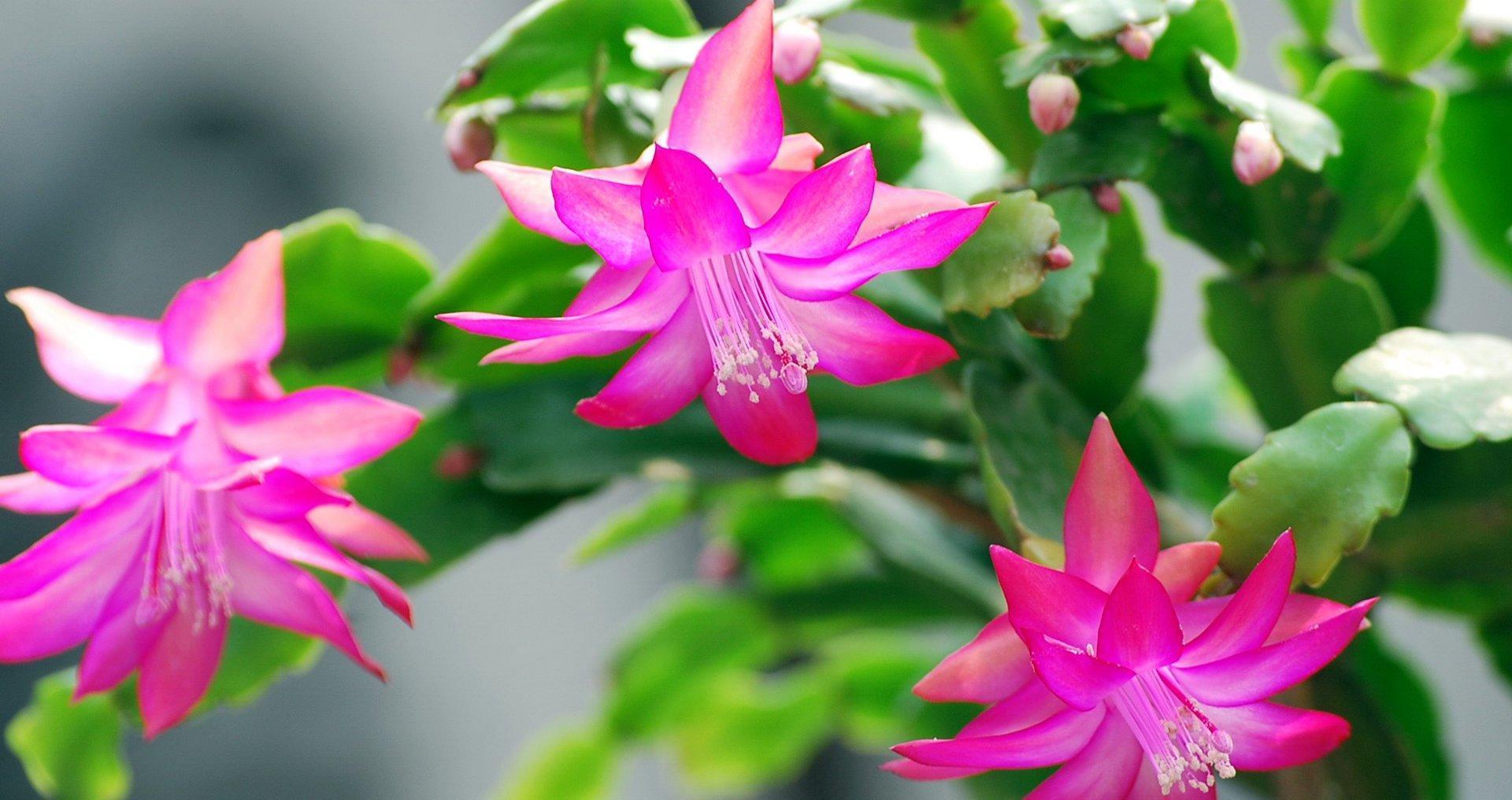 一个叶片,扦插蟹爪兰,一晾一晒,大白根7天冒出来