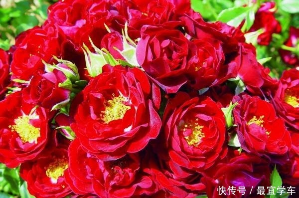 25款庭院月季推荐。助你打造五彩缤纷的庭院,丰花好养还能盆栽