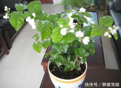 叶油绿|给茉莉花吃一颗鸡蛋，叶油绿，花量大，开花香，美极了