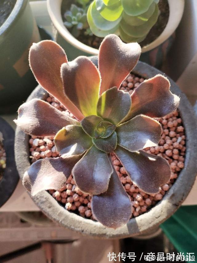 3种花要“穷养”，塞进小盆少浇水，长得格外好