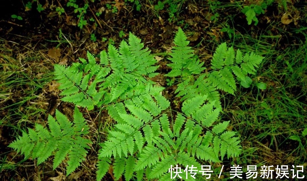 植物|全身带毒还致癌,为啥还要吃这玩意儿?