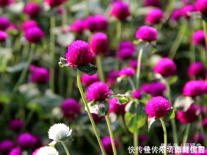 地狱|此花似火球,花期一千天,是上帝的特殊礼物,被誉为永恒之花