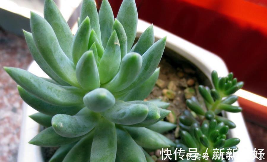 景天科多肉|多肉辨别方法,分辨雅乐之舞、金枝玉叶、雅乐之华,学一学
