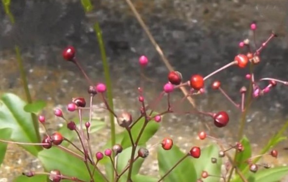 野菜|乡下野外一种植物,当野菜吃,食用价值高,营养很丰富