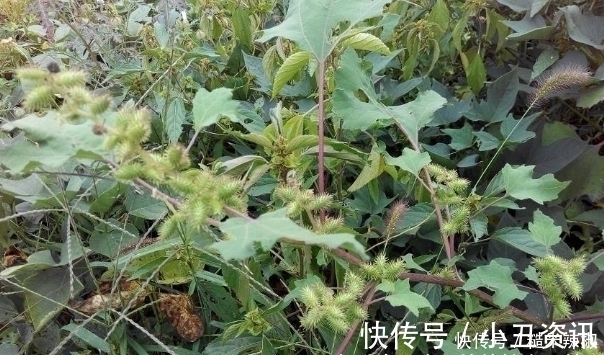 胡苍子|提个醒：农村路边见到此野果，记得要拿回家，现在知道还不晚